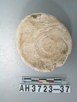 藏品(螺蓋製貝刮器)的圖片